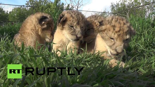 در یک پارک کریمه چهار توله شیر متولد شدند - اسپوتنیک ایران  