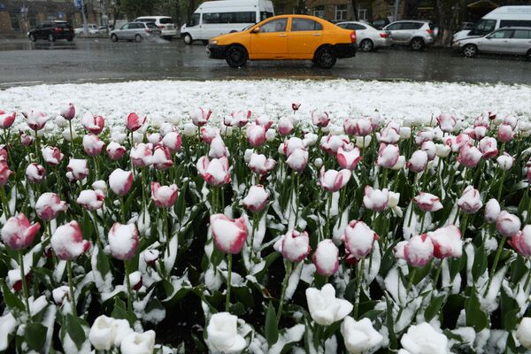 ریزش برف در ماه مه در نوسیبیرسک - اسپوتنیک ایران  
