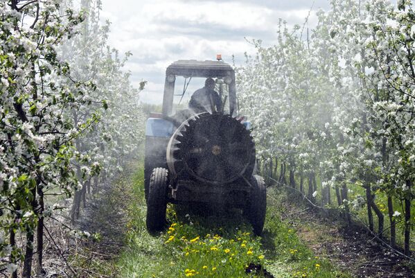 سم پاشی  درختان  پر شکوفه سیب  در بلگورود روسیه - اسپوتنیک ایران  