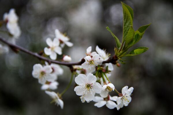 شکوفه سیب در پارک کالومنسک - اسپوتنیک ایران  