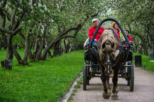 اسب سواری در باغ سیب پارک کالومنسک - اسپوتنیک ایران  