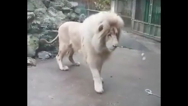 Lion Afraid Of Bubbles - اسپوتنیک ایران  