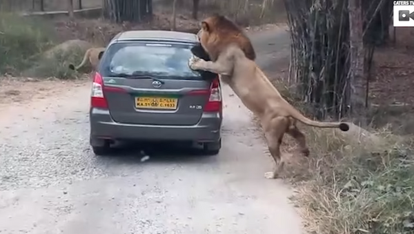 حمله دو شیر به جهانگردان در هند (ویدئو) - اسپوتنیک ایران  