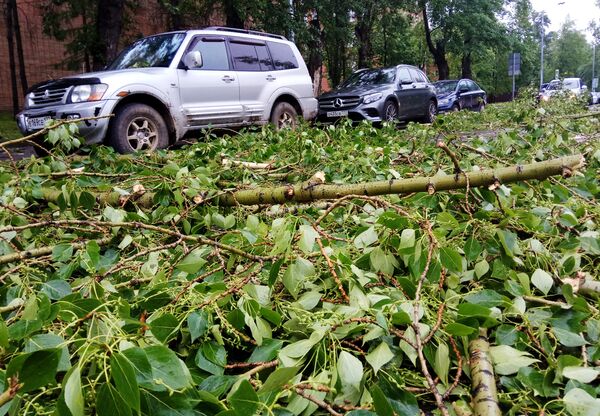 بر اثر طوفان دست کم 150 نفر آسیب دیدند و صدها تنه درخت در سطح شهر شکسته شد. - اسپوتنیک ایران  