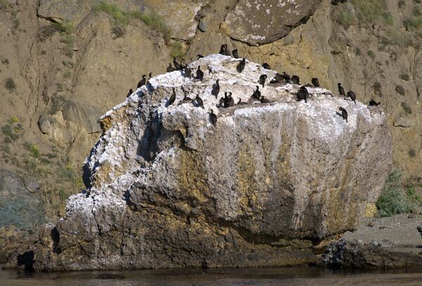 قره قاز ها روی صخره ها در پارک ملی « قره داغ» در شبه جزیره کریمه - اسپوتنیک ایران  