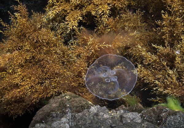 عروس دریایی در آبهای دریای سیاه در پارک ملی « قره داغ» در شبه جزیره کریمه - اسپوتنیک ایران  