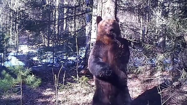 رقص موزون یک خرس در جنگل های روسیه (ویدئو) - اسپوتنیک ایران  