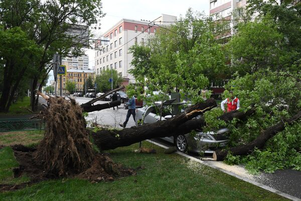 درختی در یکی از خیابان های مسکو که بر اثر طوفان از ریشه کنده شد - اسپوتنیک ایران  