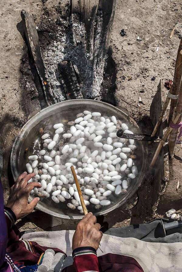 برداشت ابریشم در شمال ایران - اسپوتنیک ایران  