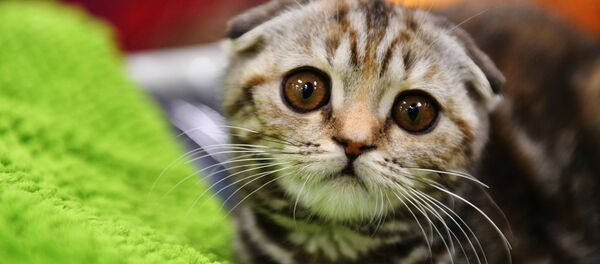 Кошка породы шотландская вислоухая на выставке Зимний кубок Кот-Инфо в Москве - اسپوتنیک ایران  