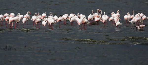 علت مرگ هزاران پرنده در میانکاله چه بود؟ - اسپوتنیک ایران  