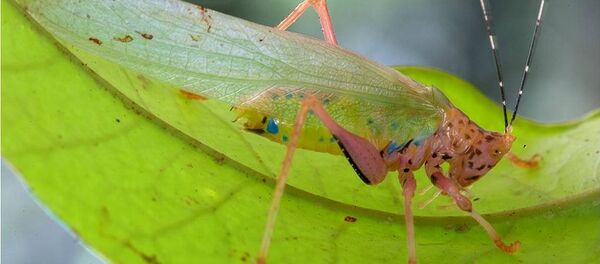 پودر جیرجیرک به عنوان یکی از منابع شناخته شده پروتئین +عکس پودر جیرجیرک به عنوان یکی از منابع شناخته شده پروتئین +عکس - اسپوتنیک ایران