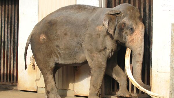 فیل در باغ وحش - اسپوتنیک ایران  