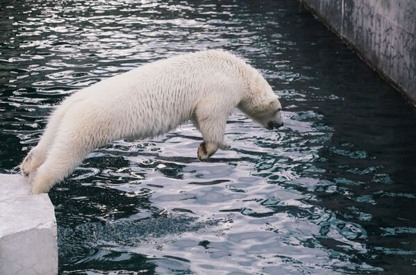 خرس سفید در باغ وحش مسکو - اسپوتنیک ایران  