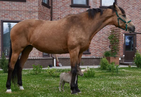 اسب کوچک نژاد گالیور در مزرعه هیدالگو برای پرورش اسب مینیاتوری آمریکای در منطقه لنینگراد - اسپوتنیک ایران  