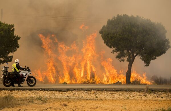 نظارت پلیس بر گسترش آتش سوزی در جنگل های جنوب اسپانیا - اسپوتنیک ایران  