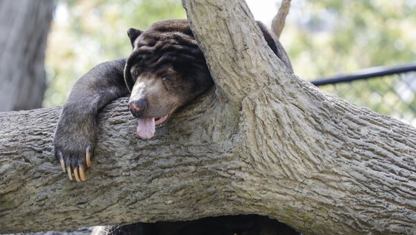خرس مالایی روی درختی در باغ وحش شهر آمریکایی اوماها خوابیده است - اسپوتنیک ایران  