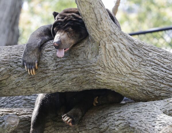 خرس مالایی روی درختی در باغ وحش شهر آمریکایی اوماها خوابیده است - اسپوتنیک ایران  