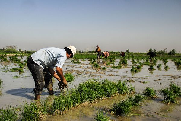 جهانگیری: روستاها کانون اصلی تولید در ایران - اسپوتنیک ایران  
