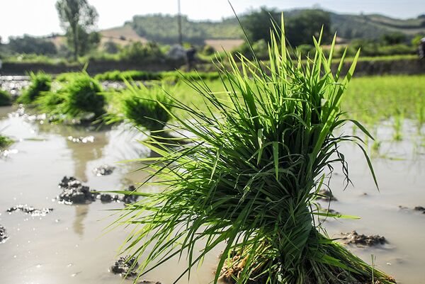 برنج ایران، پاسخ به تحریمات آمریکا  - اسپوتنیک ایران  