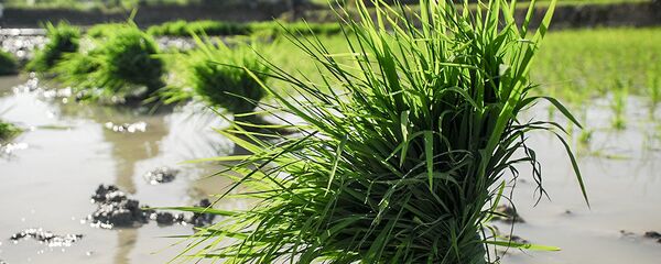 برنج زار در ایران - اسپوتنیک ایران  