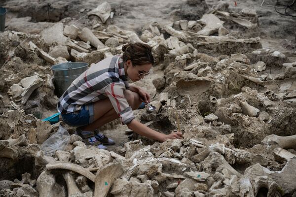 بقایای استخوان های ماموت عصر سنگی که در جریان باستان شناسی در محدوده موزه ی « کستنکی» در استان وارونژ کشف گردید - اسپوتنیک ایران  