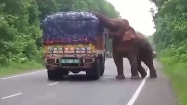 حمله فیل به کامیون باری در هند + فیلم - اسپوتنیک ایران  