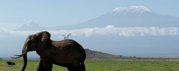 مرگ غیر منتظره صدها فیل در آفریقا در عرض یک ماه مرگ غیر منتظره صدها فیل در آفریقا در عرض یک ماه - اسپوتنیک ایران