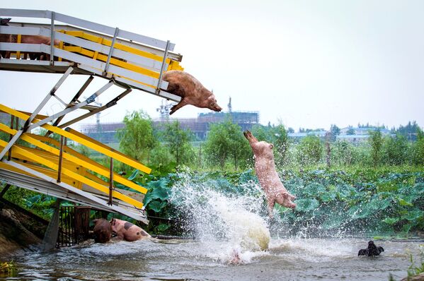 پریدن خوک ها از تخته شیرجه به آب در مزرعه خوک ها واقع در استان لیاونین چین - اسپوتنیک ایران  