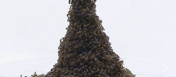 خوردن حشرات مفید است خوردن حشرات مفید است - اسپوتنیک ایران