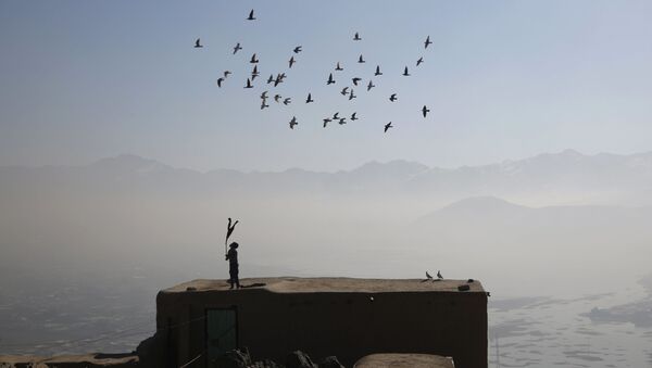 کبوتر - اسپوتنیک ایران  