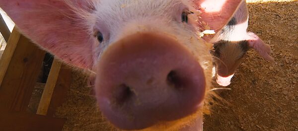 چین خوک سوپر پرورش می دهد - اسپوتنیک ایران  