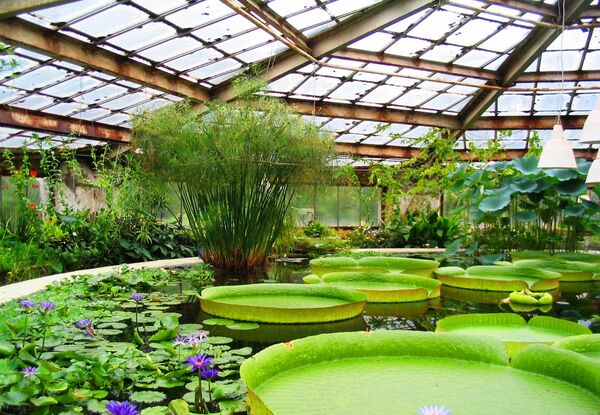 باغ گیاه شناسی دانشگاه دولتی مسکو - اسپوتنیک ایران  