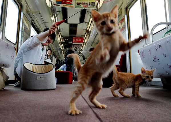 مسافرین مشغول بازی با گربه ها در واگن-رستوران ویژه ی گربه ها در اوگاکی ژاپن - اسپوتنیک ایران  