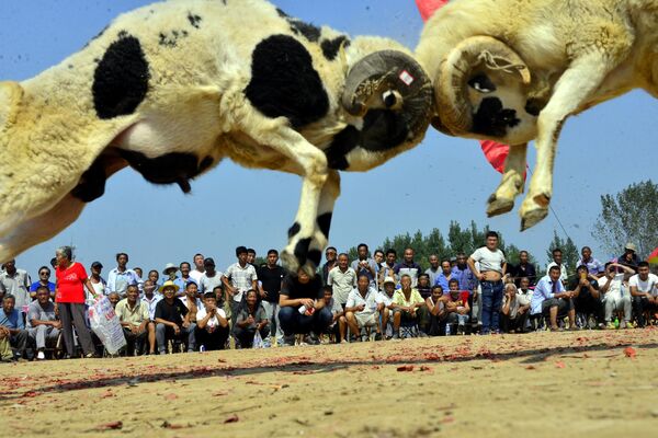 مردم در حال تماشای مبارزه ی گوسفندها در روستایی واقع در چین - اسپوتنیک ایران  