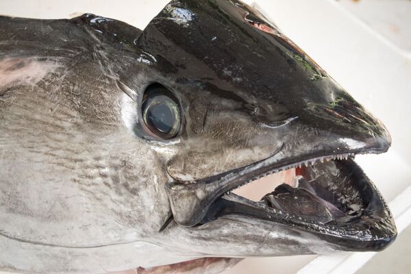 چشم ماهی تونایاتون چشم ماهی تونایاتون - اسپوتنیک ایران