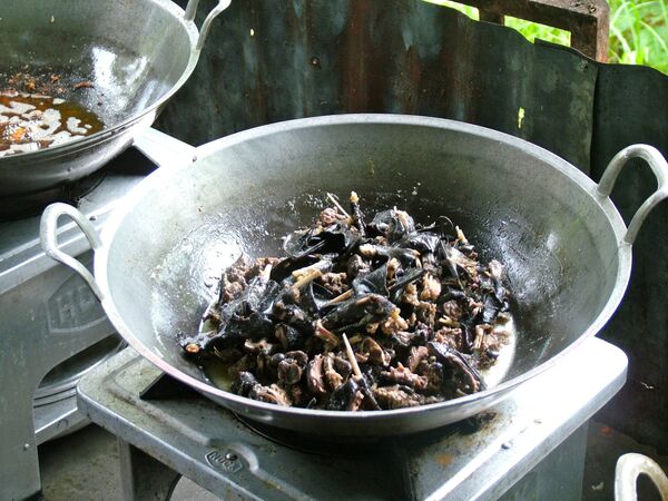 غذای خفاش غذای خفاش - اسپوتنیک ایران