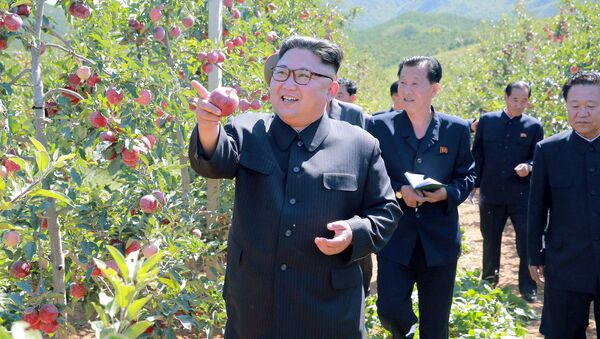 Лидер КНДР Ким Чен Ын во фруктовом саду - اسپوتنیک ایران  