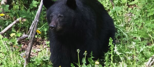 خرسی که جای سگ فروخته شد خرسی که جای سگ فروخته شد - اسپوتنیک ایران