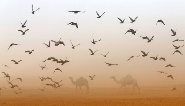 پرواز پرندگان در اطراف شترها هنگام جشنواره شترها در امارات متحده عربی - اسپوتنیک ایران  