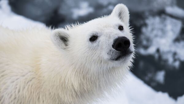 در باغ وحش برلین یک خرس قطبی متولد شد+ ویدیو - اسپوتنیک ایران  