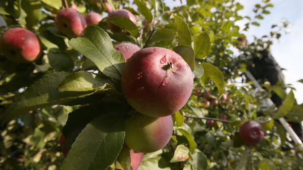 Сбор урожая яблок в Белоруссии - اسپوتنیک ایران  