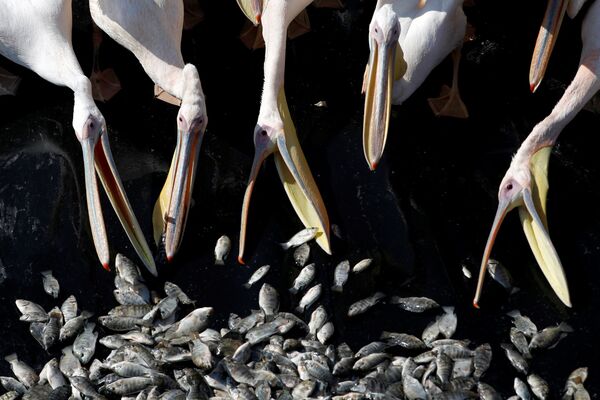 پلیکان های مهاجر درحال غذا خوردن در چارچوب برنامه ویژه وزارت کشاورزی اسرائیل با هدف دور کردن پلیکان ها از ماهیان حوض های تجاری پرورش ماهی - اسپوتنیک ایران  
