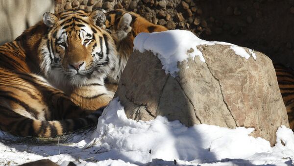 ببر آموری در باغ وحش دنور آمریکا - اسپوتنیک ایران  