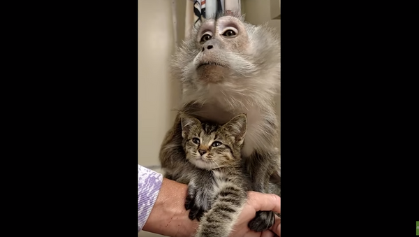Kitten Cuddles: Monkey Adores Newly Rescued Brother - اسپوتنیک ایران  