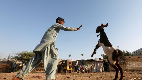 Мальчик играет со своим домашним козлом в Карачи, Пакистан - اسپوتنیک ایران  