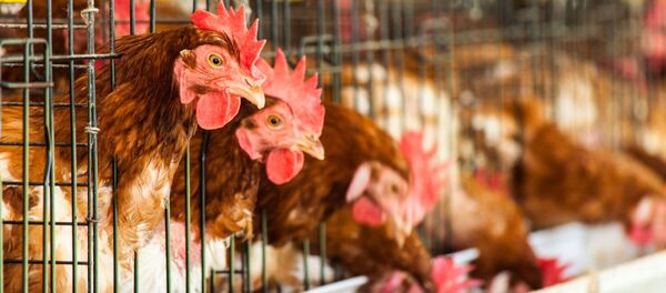 مرغ و لبنیات ایرانی در روسیه - اسپوتنیک ایران  