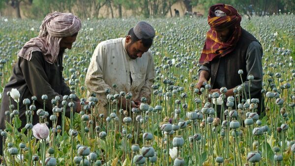 تولید مواد مخدر در افغانستان - اسپوتنیک ایران  