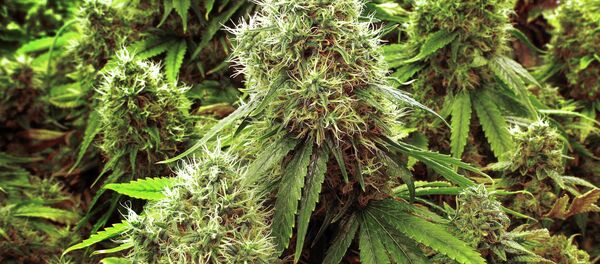 طرح جدید ایلان ماسک: ارسال ماری جوانا به فضا  - اسپوتنیک ایران  