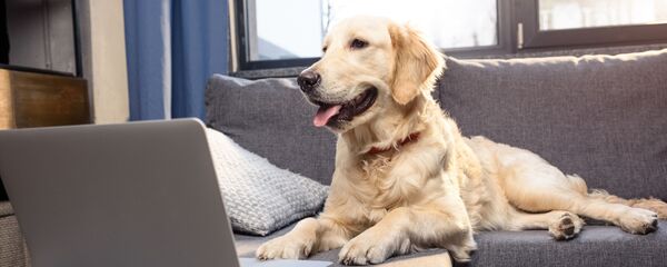 انتقال کرونا ویروس اینبار از انسان به حیوان انتقال کرونا ویروس اینبار از انسان به حیوان - اسپوتنیک ایران